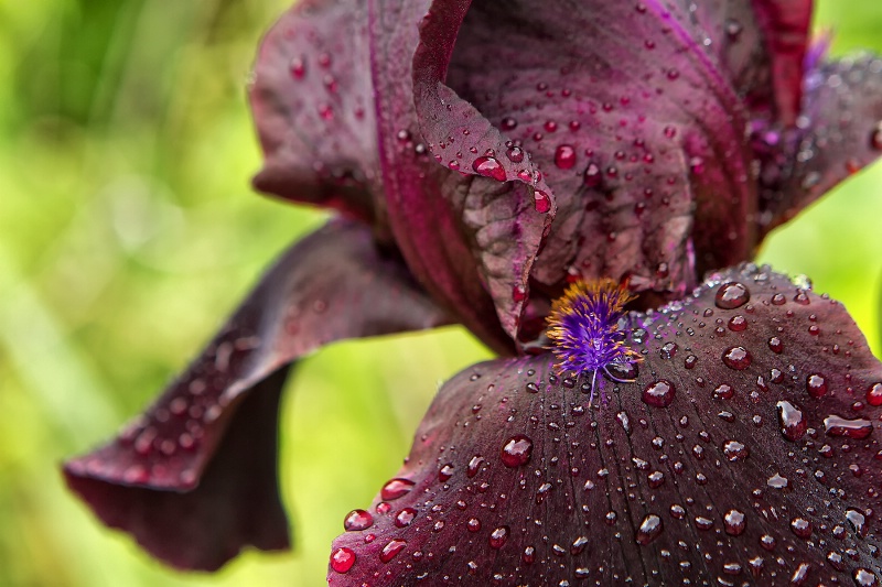 Burgundy Iris 