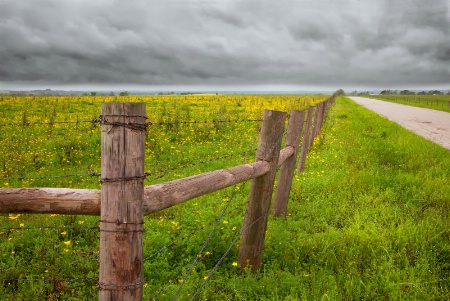 Texas Wildflowers 2