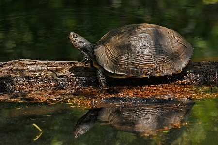 Carapace Curves