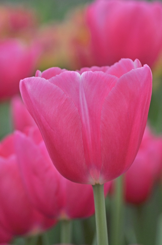Tulip Bulb