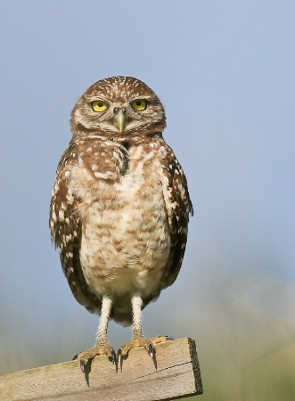 Burrowing Owl Fledgling