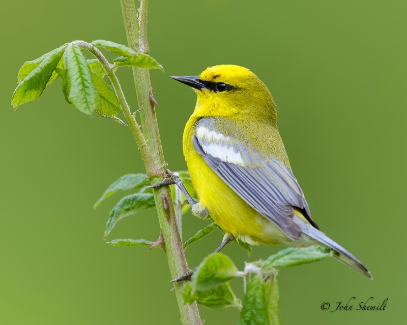 Blue-winged Warbler - May 20th, 2012 - ID: 13006780 © John Shemilt