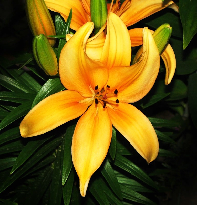 Golden Lily