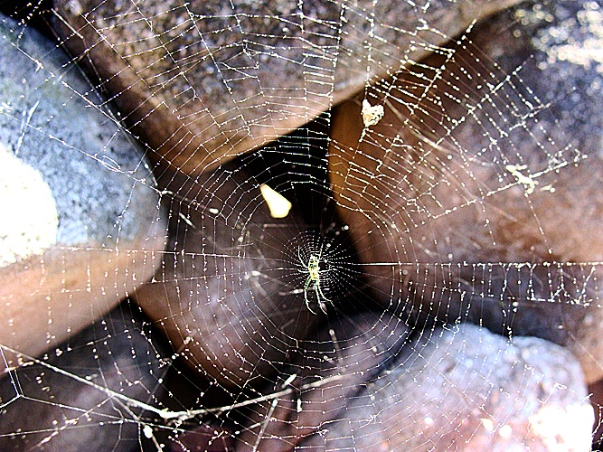 Spider traversing Boulder Field
