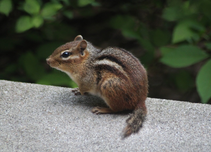 Chipmonk Modeling for the Camera