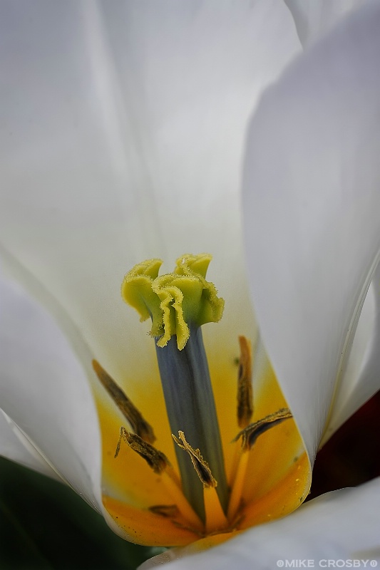 Yellow & White Tulip
