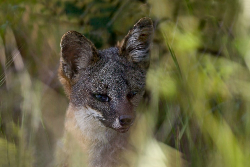 Channel Island Fox in  the bushes