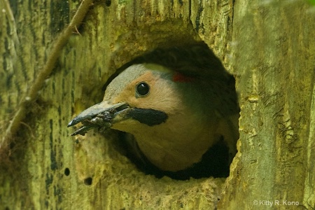 Flicker Cleaning the Nest