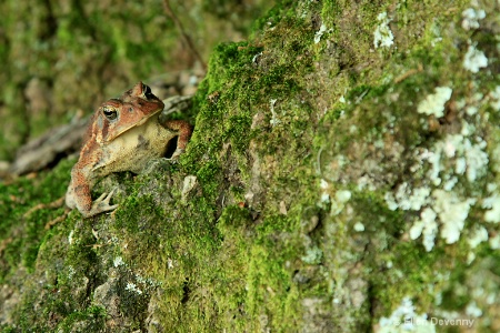 Another Adventure For Mr. Toad