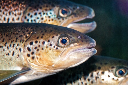 Brook Trout