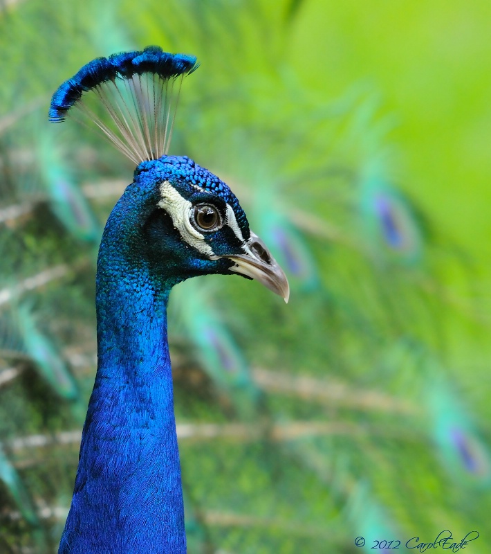 Peacock Display - ID: 13009936 © Carol Eade