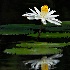 2Night Blooming Lily - ID: 13009940 © Carol Eade