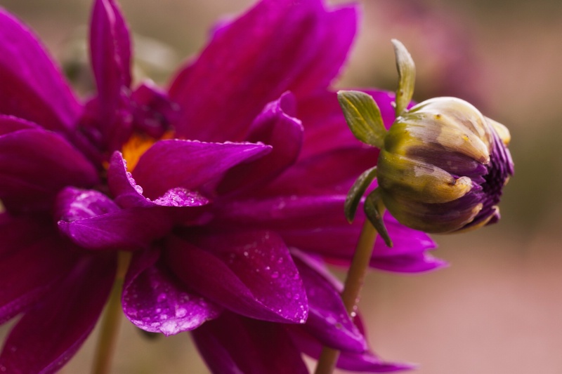 Dahlia and Bud