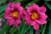 Double Daylilies