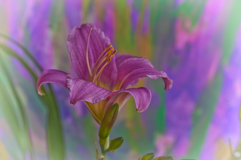 Daylily