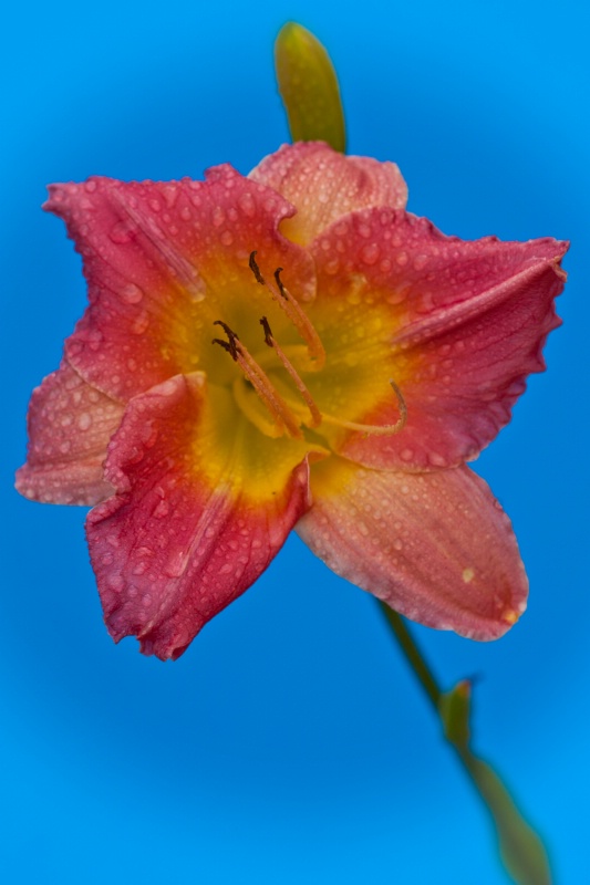 Daylily