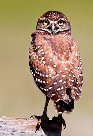 Burrowing Owl Looking Back