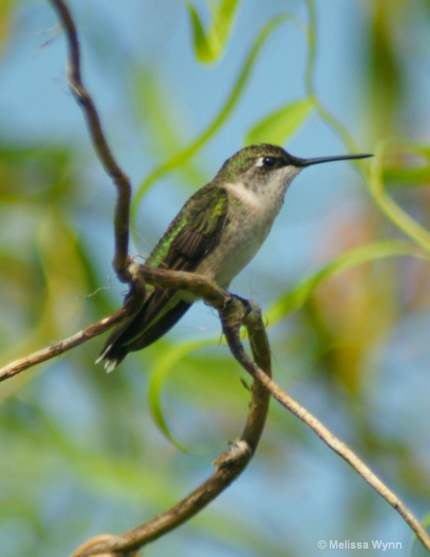 Hummingbird in Willow Tree
