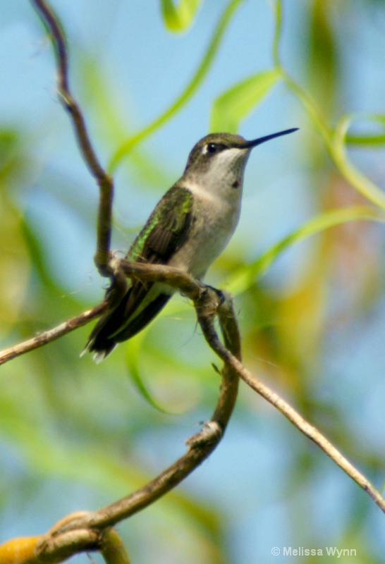 Hummingbird in Willow Tree 2