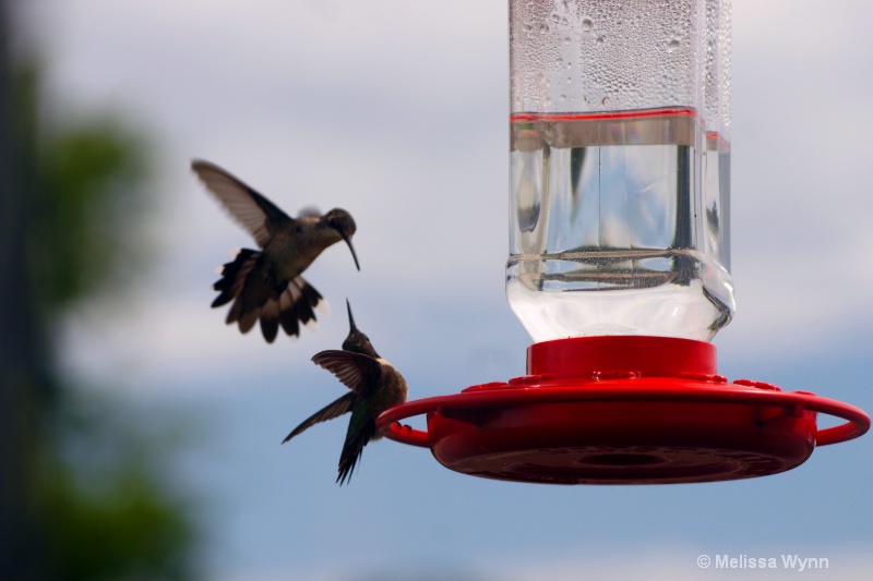 Hummingbird Battles