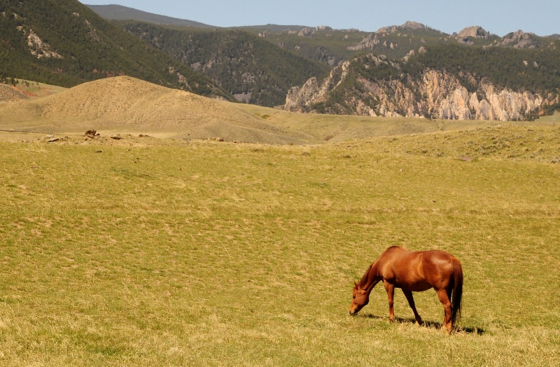 Mountain Horse