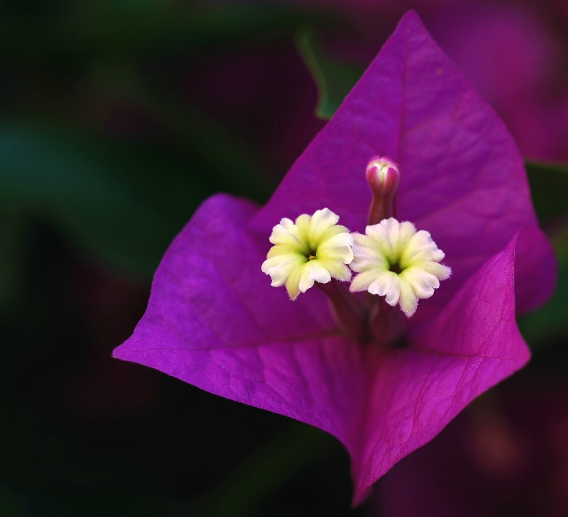 Bougainvillea Flower