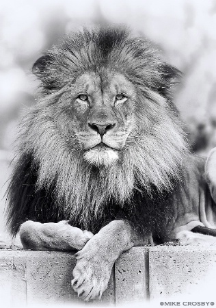 African Lion "Luke"