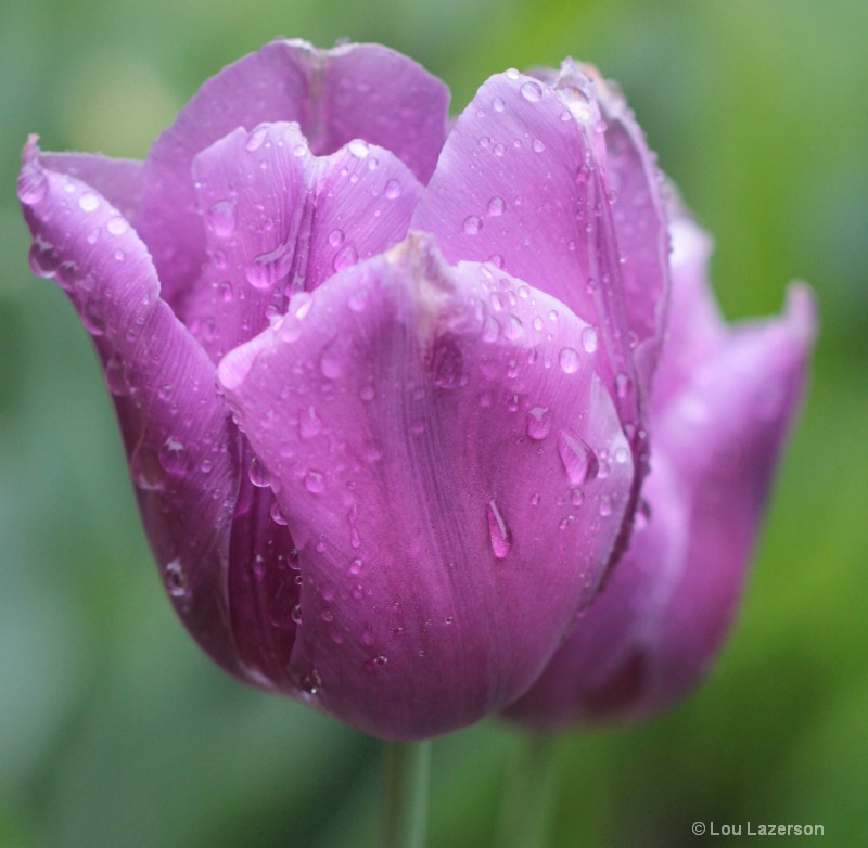 Raindrops on My Tulip