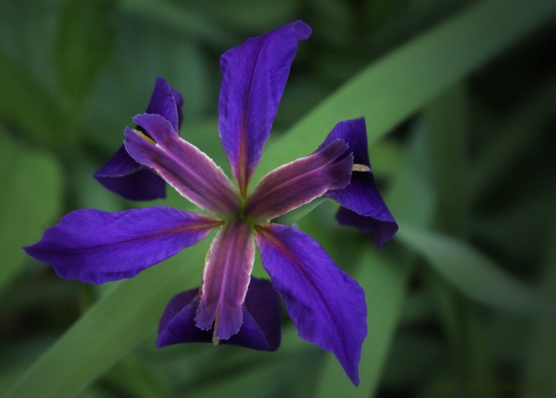 Purple Iris - ID: 13010854 © Theresa Marie Jones