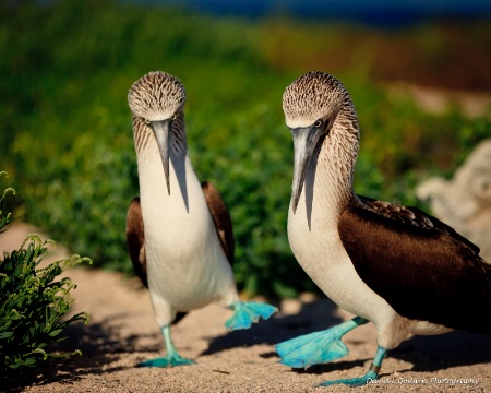 blue footed booby two step