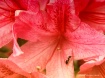 Lily  Visitor