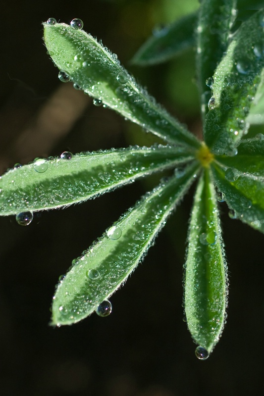 Lupine leaf with dewdrops