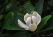 Sweetbay Magnolia