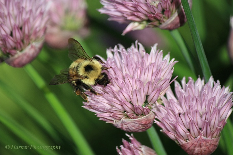 Busy Bumblebee