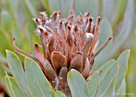 Flower from UC Santa Cruz Botanical Garden