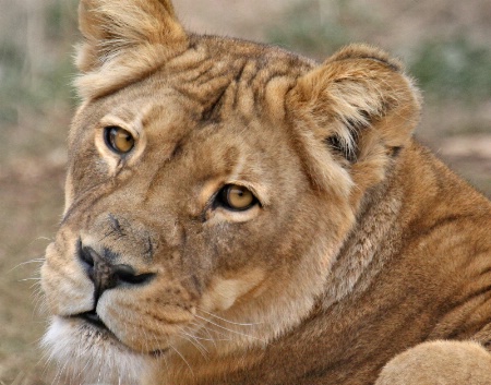 Lioness