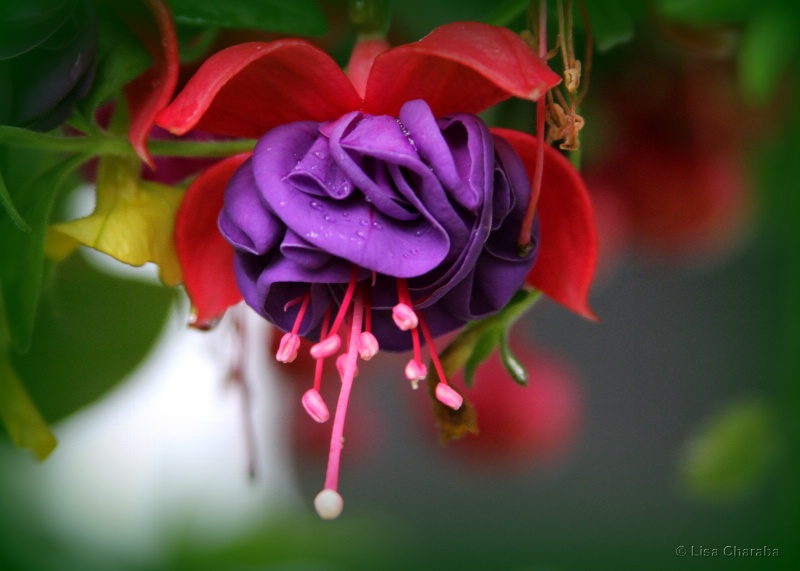 Fuschia Flower