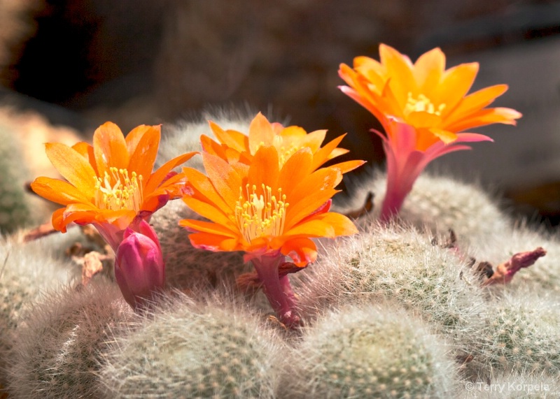 Cactus Flowers