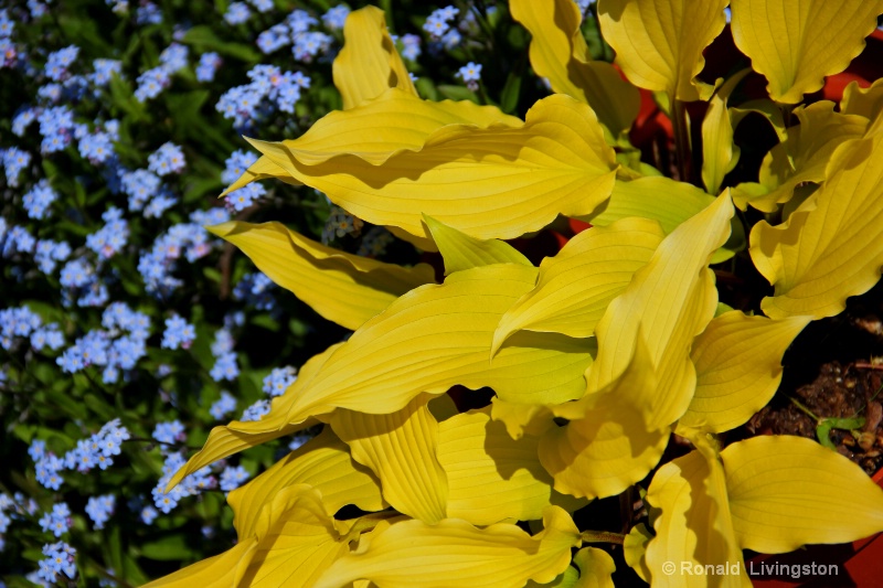 Hybrid Hosta