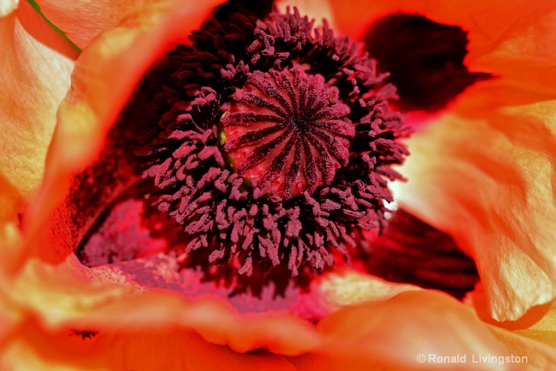 Poppy