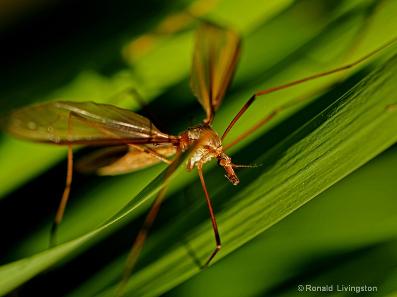 Crane Fly