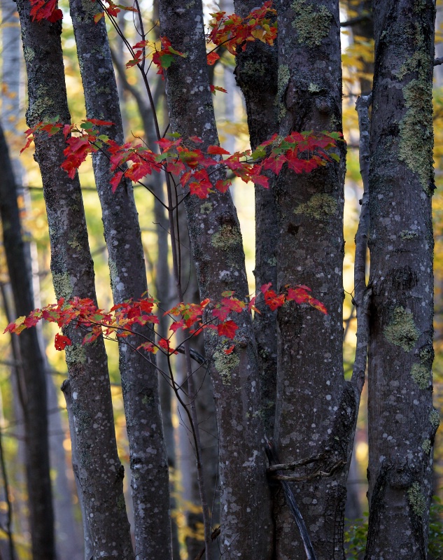 The Elders - ID: 13012978 © Sharon L. Langfeldt