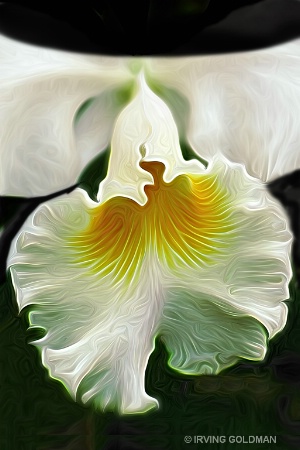 BEAUTIFUL ORCHID
