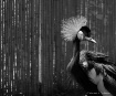 Crowned Crane - B...