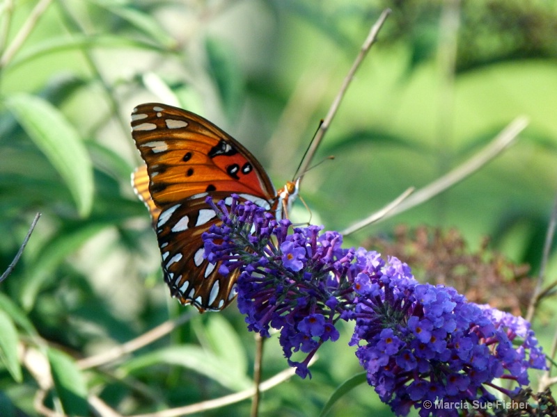Backyard Monarch
