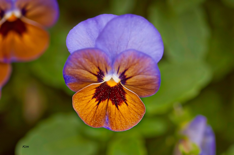 A Perfect Pansy