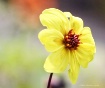 A Single  Beauty