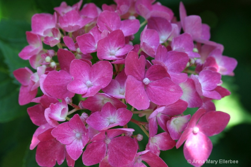 Prize Hydrangea