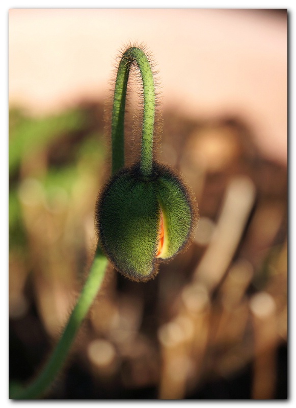 Today's Poppy