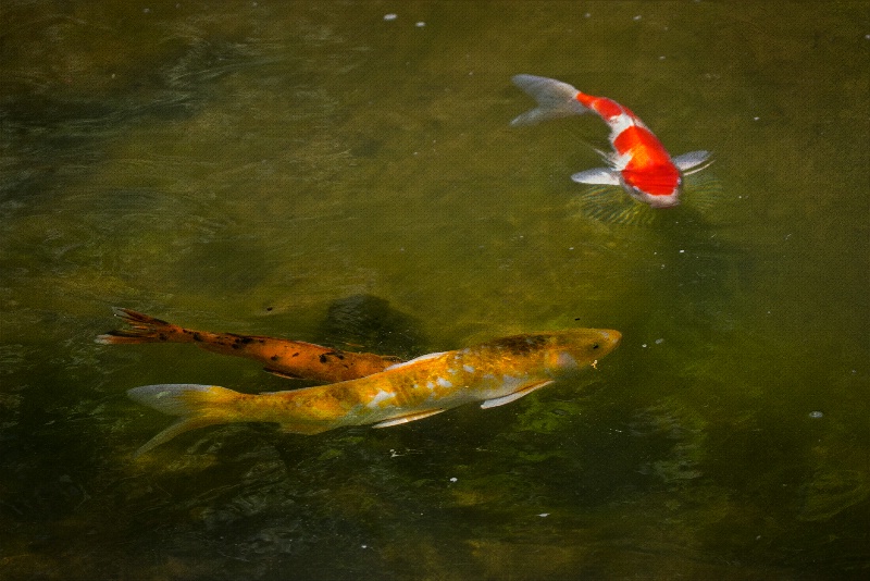 Koi